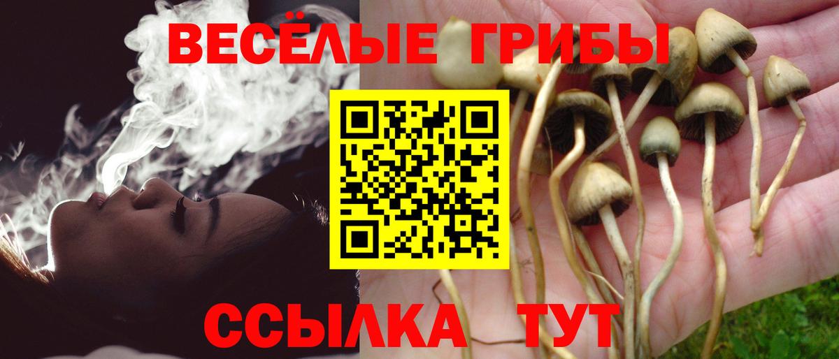 Краснознаменск  магазин продажи   Вход с VPN  Псилоцибиновые грибы мицелий  Псилоцибиновые грибы Psilocybine cubensis 